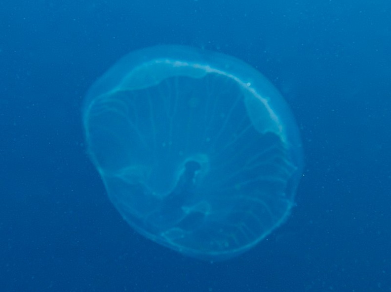 Jellyfish IMG_6110.jpg
